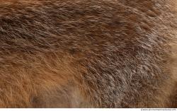 Photo Textures of Animal Skin 